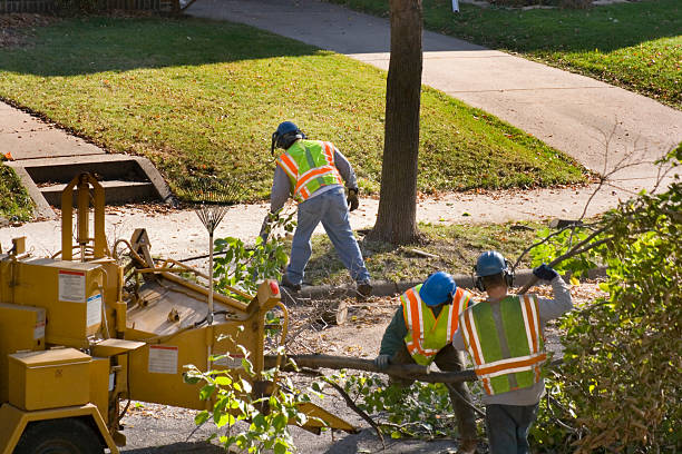 How Our Tree Care Process Works  in  Caruthersville, MO